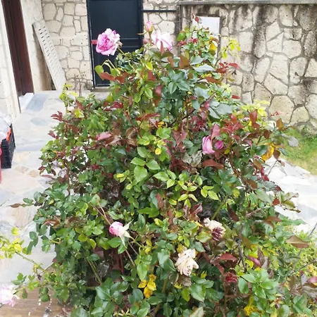 بيت ضيافة Ritim Alacati إزمير